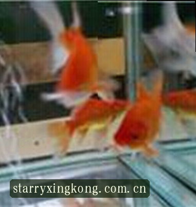 周婷
